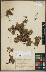 Foto von Salix serpyllifolia Scop.